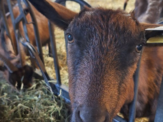 Le Nid - Table Intimiste chevre3.jpg