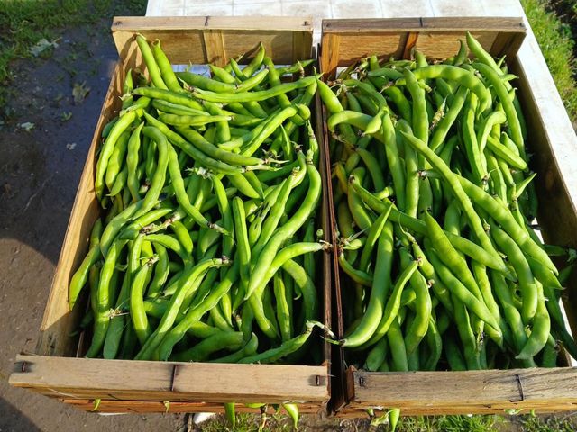 Le Nid - Table Intimiste feve.jpg